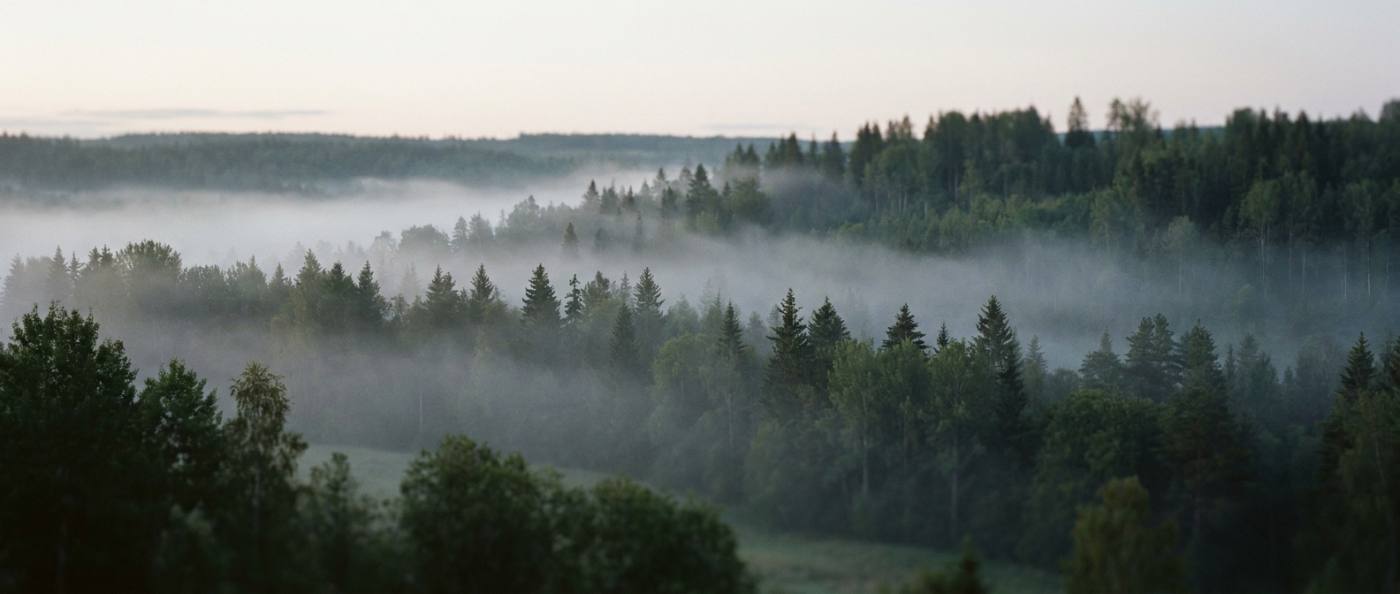 Spruce forest in morning mist